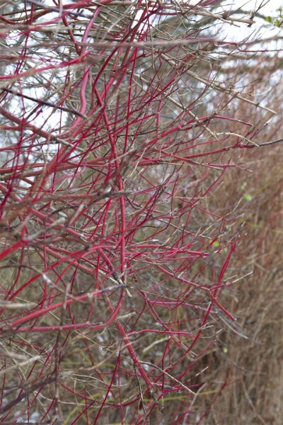 Cornus alba Sibirica 3L 40-  60