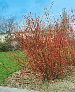 Cornus alba Sibirica 3L 40-  60