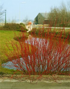 Cornus alba Sibirica 3L 40-  60