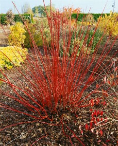 Cornus alba Sibirica 3L 40-  60