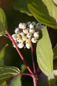 Cornus alba Sibirica 3L 40-  60