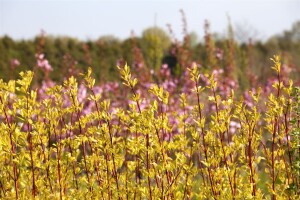 Cornus alba Sibirica 3L 40-  60