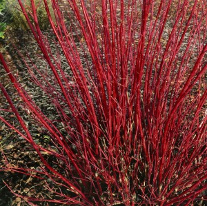 Cornus alba Sibirica 3L 40-  60