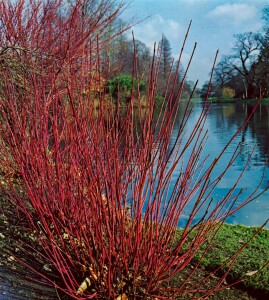 Cornus alba Sibirica 3L 40-  60