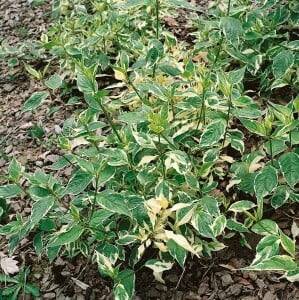 Cornus alba Sibirica 3L 40-  60