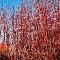 Cornus alba Sibirica 3L 40-  60