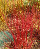 Cornus alba Sibirica 3L 40-  60