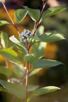 Cornus alba Sibirica 3L 40-  60