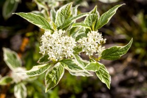 Cornus alba Sibirica Variegata 15 L 100- 150