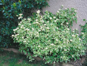 Cornus alba Sibirica Variegata 3L 40-  60