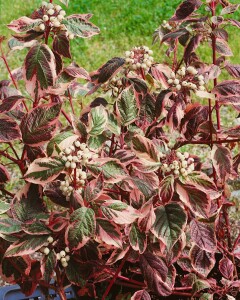 Cornus alba Sibirica Variegata 3L 40-  60