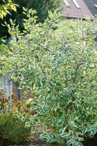 Cornus alba Sibirica Variegata 3L 40-  60