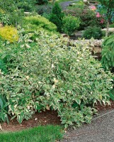 Cornus alba Sibirica Variegata 3L 40-  60