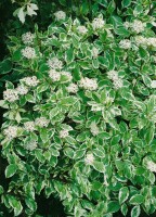 Cornus alba Sibirica Variegata 3L 40-  60