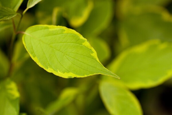 Cornus alba Spaethii 60- 100 cm