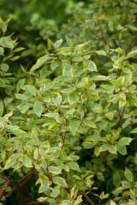 Cornus alba Spaethii 60- 100 cm