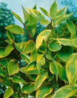 Cornus alba Spaethii 60- 100 cm