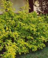 Cornus alba Spaethii 60- 100 cm