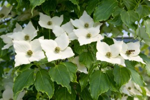 Cornus kousa Milky Way 3 L 60-  80