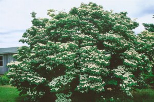 Cornus kousa Milky Way 3 L 60-  80