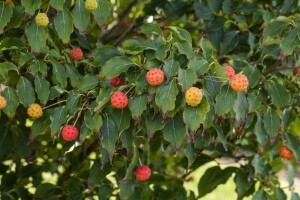 Cornus kousa Milky Way 3 L 60-  80