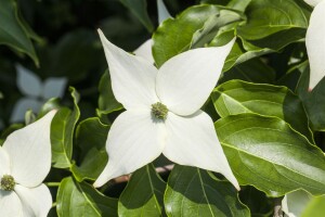 Cornus kousa Milky Way 3 L 60-  80