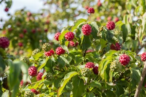 Cornus kousa Milky Way 3 L 60-  80