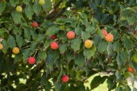 Cornus kousa Milky Way 3 L 60-  80