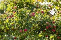 Cornus kousa Milky Way 3 L 60-  80