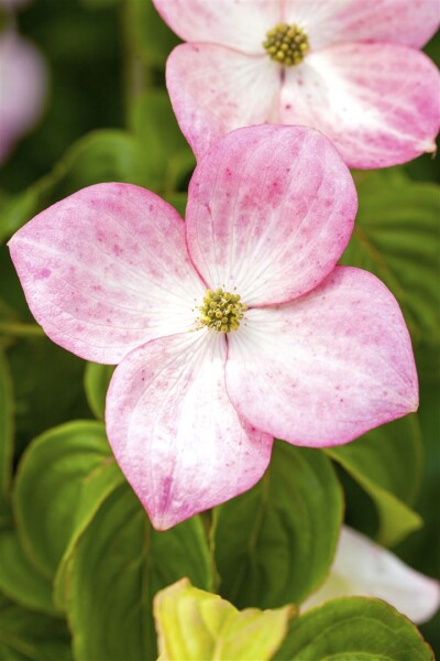 Cornus kousa Satomi 40- 60 cm