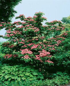 Cornus kousa Satomi 40- 60 cm