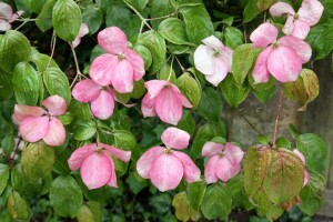 Cornus kousa Satomi 40- 60 cm