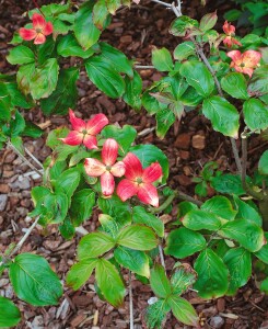 Cornus kousa Satomi 40- 60 cm