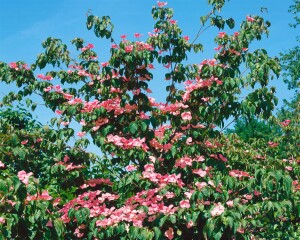 Cornus kousa Satomi 40- 60 cm