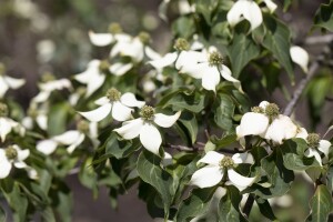 Cornus kousa Satomi 40- 60 cm