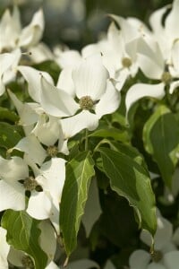 Cornus kousa Satomi 40- 60 cm