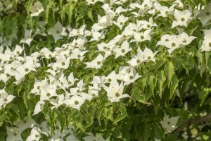 Cornus kousa Satomi 40- 60 cm