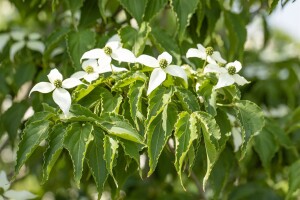 Cornus kousa Satomi 40- 60 cm