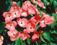 Cornus kousa Satomi 40- 60 cm