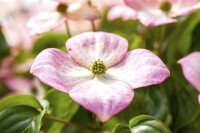 Cornus kousa Satomi 40- 60 cm