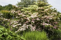 Cornus kousa Satomi 40- 60 cm