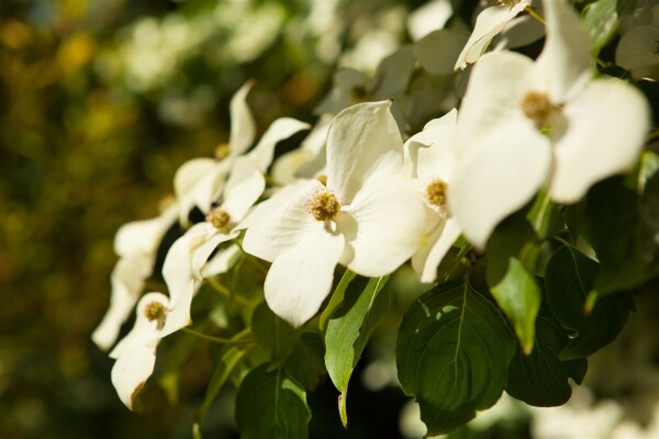 Cornus kousa chinensis 60- 80 cm