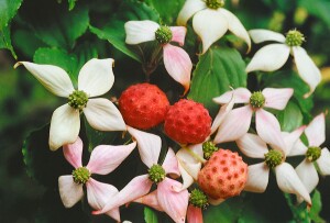 Cornus kousa chinensis 60- 80 cm