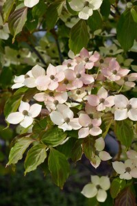 Cornus kousa chinensis 60- 80 cm