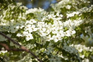 Cornus kousa chinensis 60- 80 cm