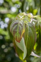 Cornus kousa chinensis 60- 80 cm