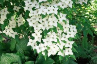 Cornus kousa chinensis 60- 80 cm