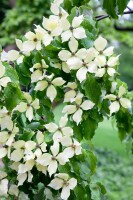 Cornus kousa chinensis 60- 80 cm