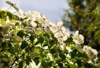 Cornus kousa chinensis 60- 80 cm