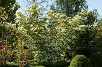 Cornus kousa chinensis 60- 80 cm